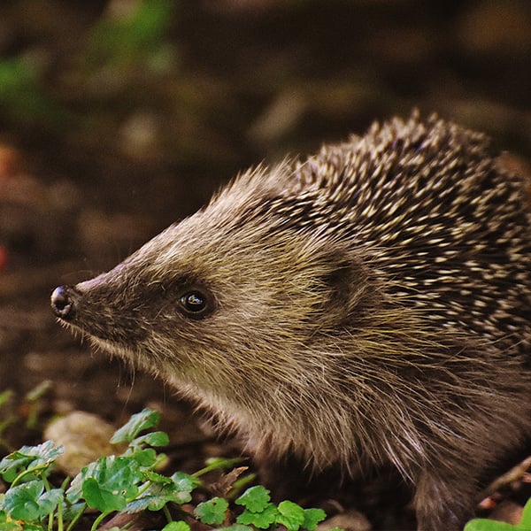 Hedgehog Hedgehog