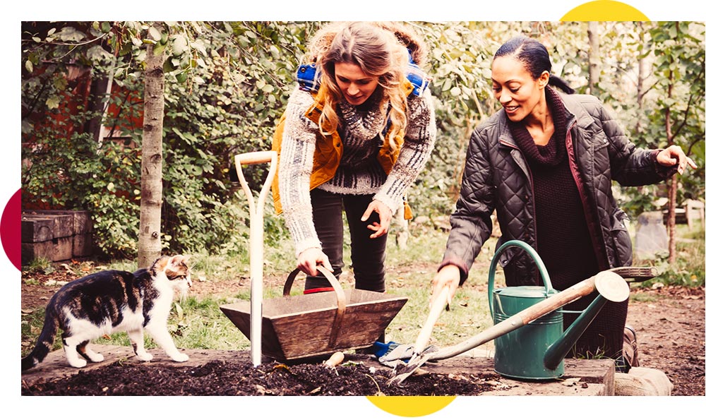 What to do in the garden in November What to do in the garden in November