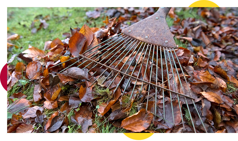 What to do in the garden in December What to do in the garden in December