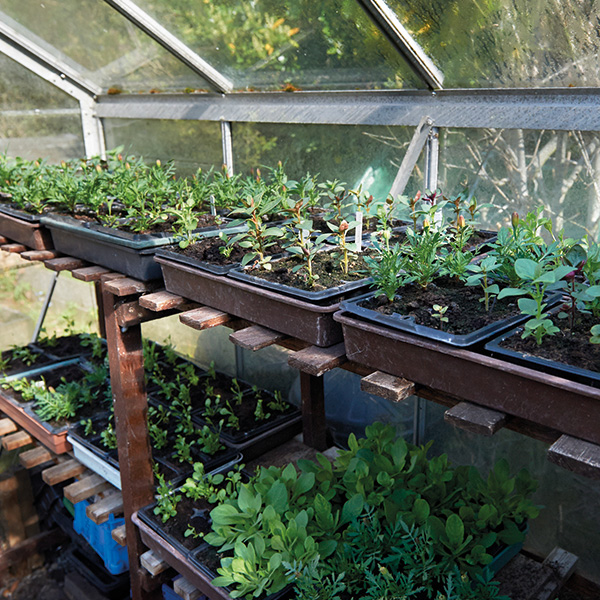 Greenhouse Greenhouse